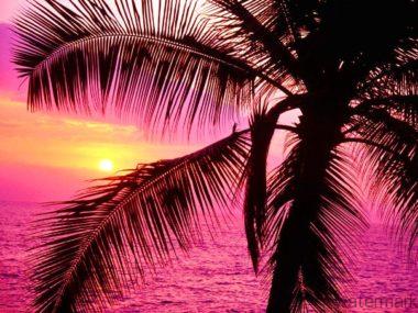 Pink Sunset 